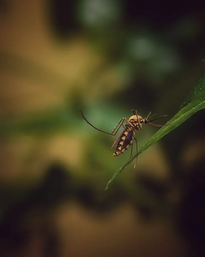 Moustique tigre observé en macro lors d’un diagnostic